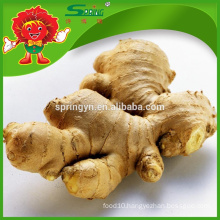 Fresh ginger Chinese fresh mature ginger specification